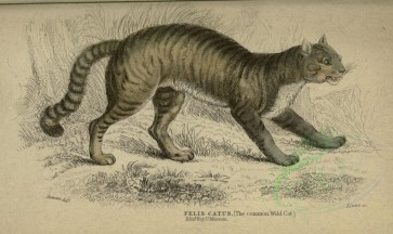 cats-00009 - Common Wild Cat [3624x2156]