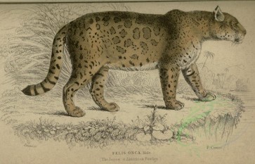 cats-00017 - Jaguar or American Panther [3384x2168]