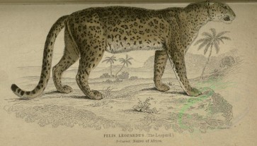 cats-00019 - Leopard [3526x2012]