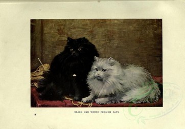 cats-00034 - BLACK AND WHITE PERSIAN CATS [3144x2188]