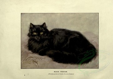 cats-00036 - BLACK PERSIAN [3026x2116]