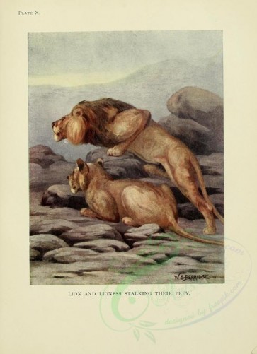 cats-00045 - LION AND LIONESS [2386x3291]