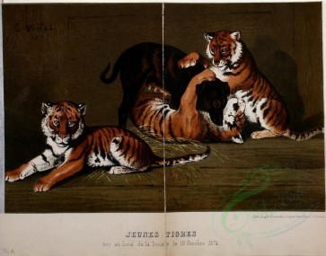 cats-00049 - Tiger [1873x1472]