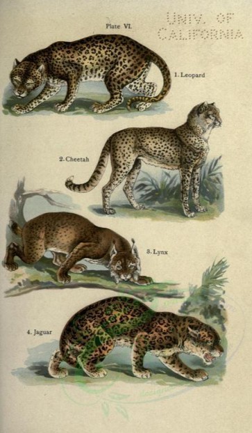 cats-00052 - Leopard, Cheetah, Lynx, Jaguar [2396x4106]