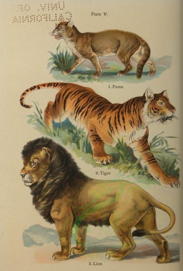 cats-00053 - Puma, Tiger, Lion [2517x3728]