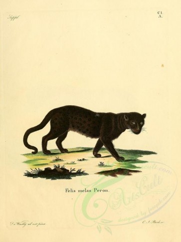 cats-00084 - Geoffroy's Cat (Melas) [2304x3074]