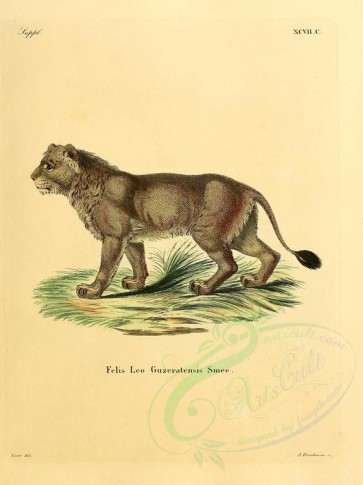 cats-00085 - Guzeratenian Lion [2304x3074]