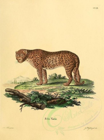 cats-00100 - Senegalese Leopard [2304x3074]