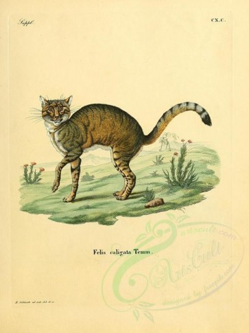 cats-00108 - Wildcat (Caligata) [2304x3074]