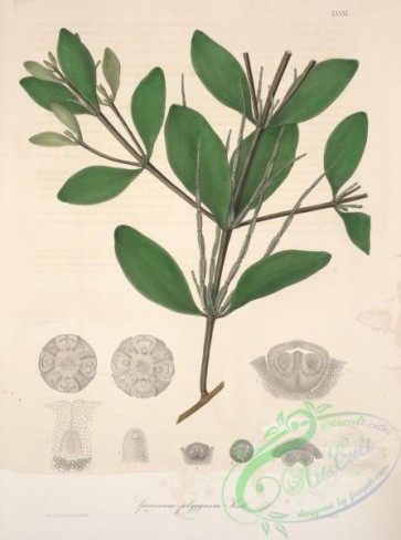 central_american_plants-00090 - spiciviscum polygynum