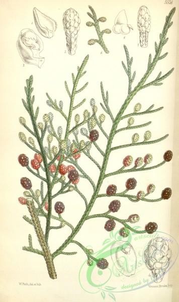 conifer-00001 - 5576-microcachrys tetragona, Strawberry-fruited Cypress [2104x3545]