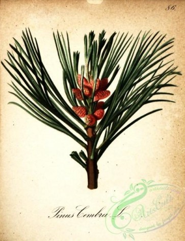 conifer-00032 - pinus cembra [1858x2410]