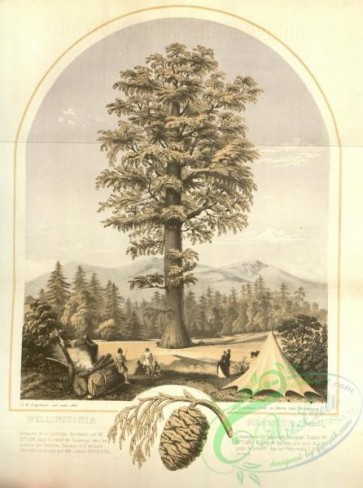 conifer-00051 - wellingtonia gigantea [3547x4762]