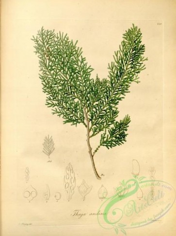 conifer-00060 - thuja andina [4330x5819]