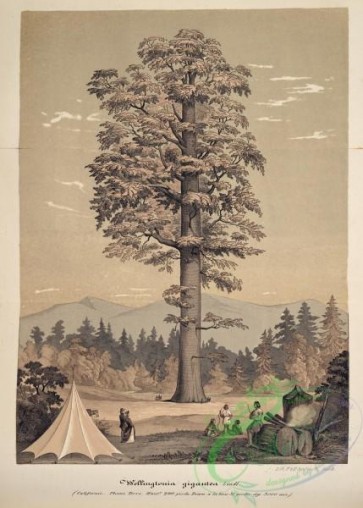 conifer-00063 - wellingtonia gigantea [4052x5662]