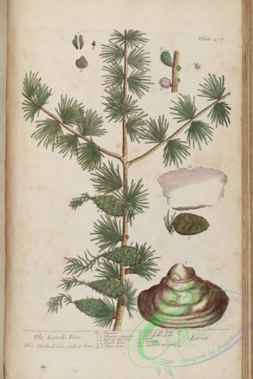 conifer-00073 - Larch-Tree, larix [3400x5072]