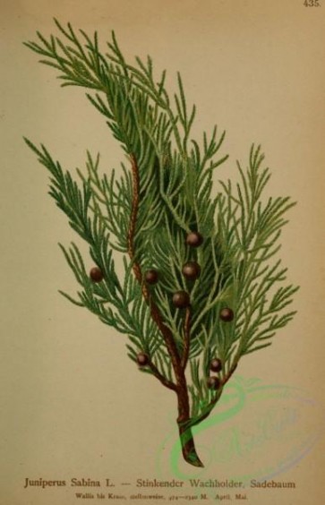 conifer-00096 - juniperus sabina [2267x3518]
