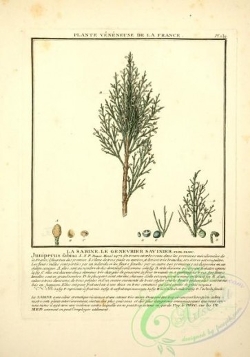 conifer-00103 - juniperus sabina [2305x3290]