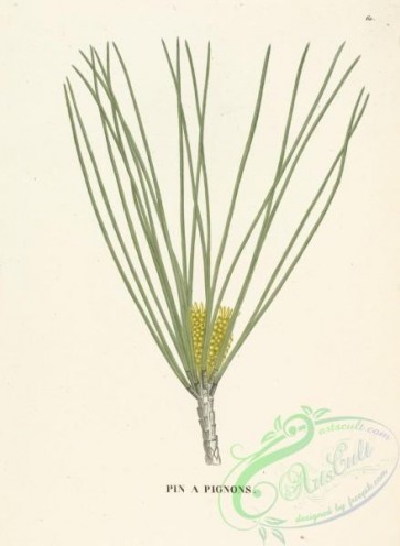 conifer-00156 - pinus pinea [3622x4948]