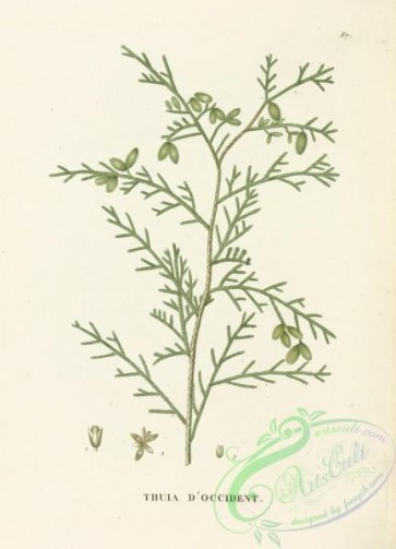 conifer-00161 - thuja occidentalis [3658x5066]