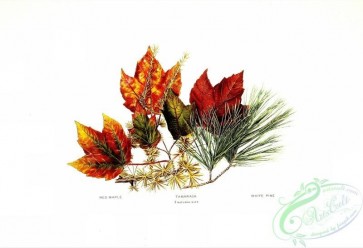 conifer-00164 - Red Maple, Tamarack, White Pine [3006x2055]