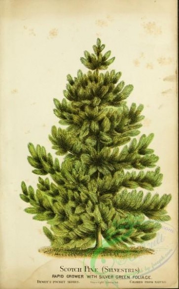 conifer-00169 - Scotch Pine [2683x4324]