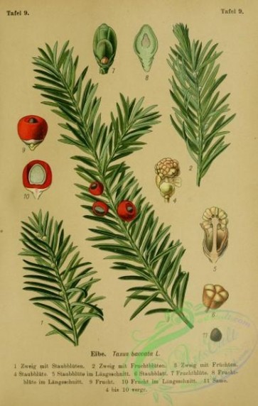conifer-00193 - taxus baccata [2220x3494]