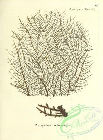 corals-00034 - 034-antipathes reticulata