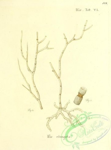 corals-00132 - 132-isis elongata