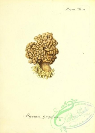 corals-00142 - 005-alcyonium spongiosum