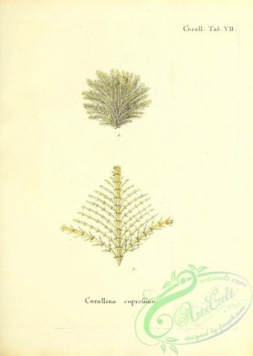 corals-00173 - 036-corallina cupressina
