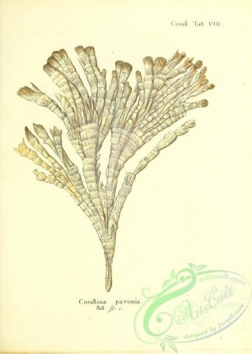 corals-00174 - 037-corallina pavonia