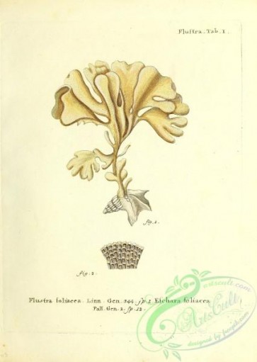 corals-00179 - 042-flustra foliacea, eschara foliacea