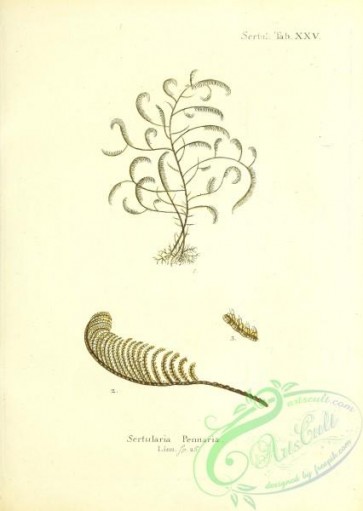 corals-00211 - 074-sertularia pennaria