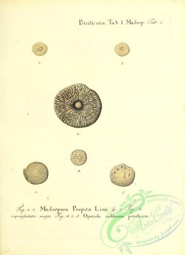 corals-00259 - 122-madrepora porpita