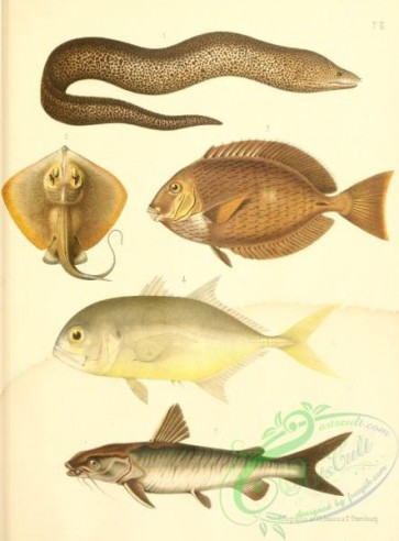 cyprinids-00311 - Spotted Moray, Common Stingray, Doctorfish, Crevalle Jack, Guri Sea Catfish