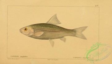 cyprinids-00341 - Scarlet-Banded Barb, capoeta amphibia