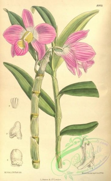 dendrobium-00155 - Dendrobium regium