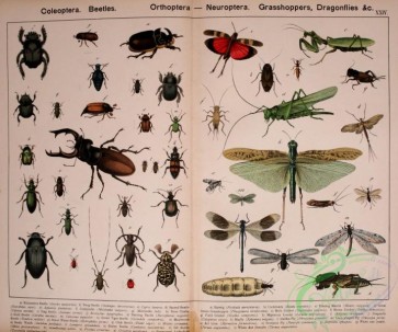 dragonflies-00023 - 002-Coleoptera, Beetles, Orthoptera, Neuroptera, Grasshoppers, Dragonflies