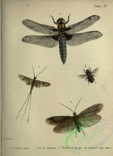 dragonflies-00195 - 004-ephemera, libellula, phryganea, andrena