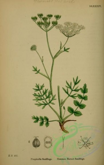 english_botany-00179 - Common Burnet Saxifrage, pimpinella saxifraga