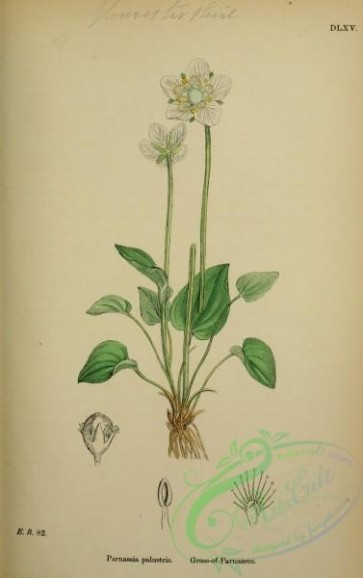 english_botany-00233 - Grass-of-Parnassus, parnassia palustris