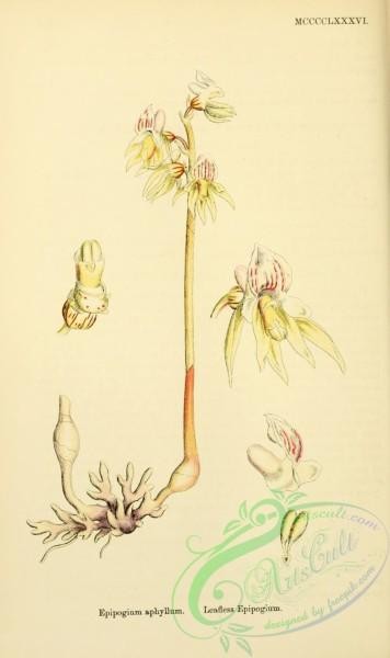 english_botany-00599 - Leafless Epipogium, epipogium aphyllum
