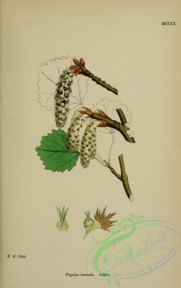 english_botany-00695 - Aspen, populus tremula