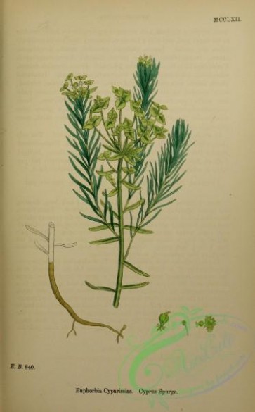 english_botany-00749 - Cyprus Spurge, euphorbia cyparissias
