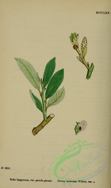 english_botany-00761 - Downy mountain Willow, salix lapponum pseudo-glauca