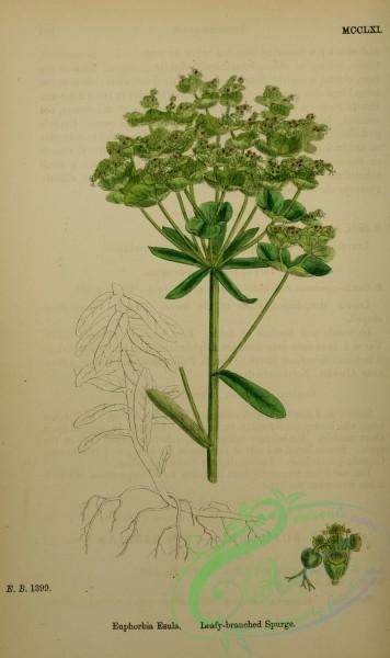 english_botany-00803 - Leafy-branched Spurge, euphorbia esula