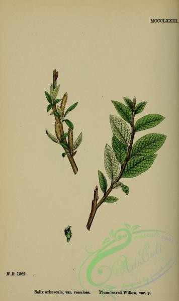 english_botany-00824 - Plum-leaved Willow, salix arbuscula venulosa