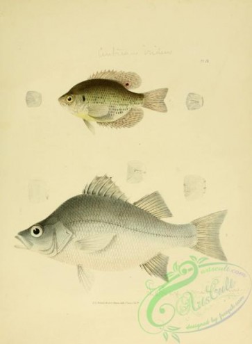 fishes-05117 - 003-centrarchus irideus, White Perch, labrax americanus, perca americana