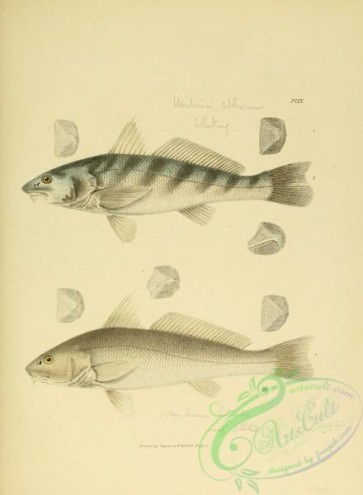 fishes-05134 - 020-Whiting, umbrina alburnus, Surf Whiting, umbrina littoralis